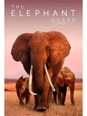 纪录片大象女王的封面